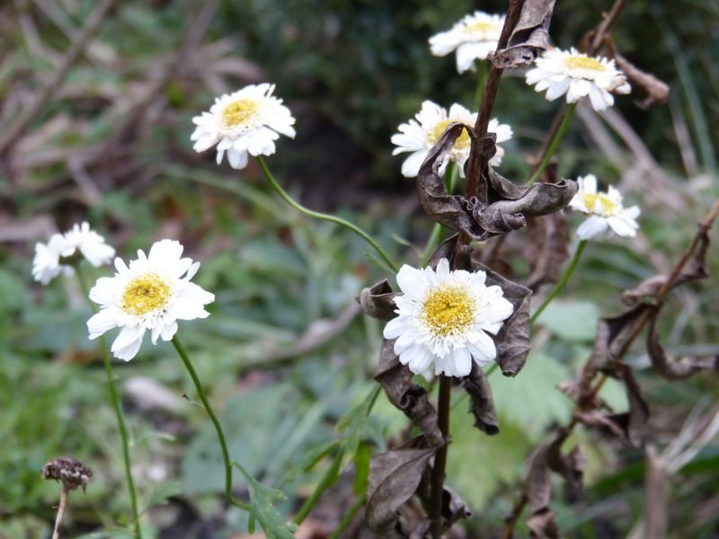 2014-11-30 Novemberblüten 7