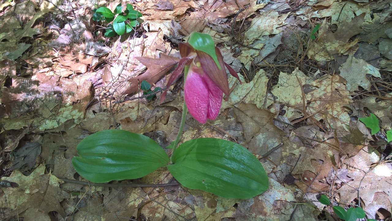 New Hampshire State Wild Flower