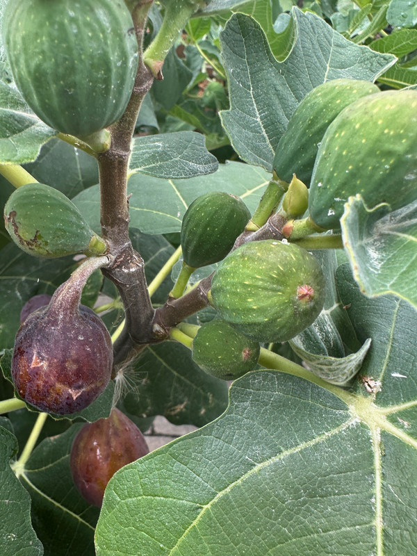 figs-38.jpg