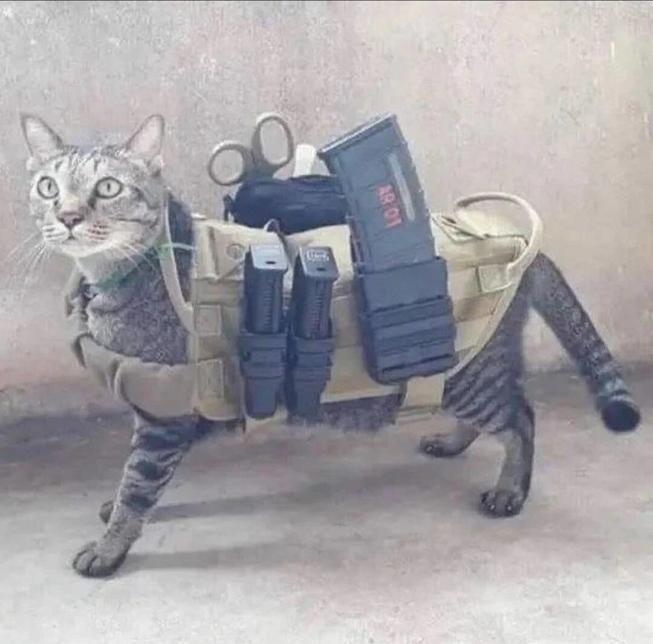 tacticalcat-0.jpg