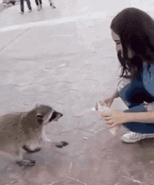 Gotcha-bitch-trash-panda.gif