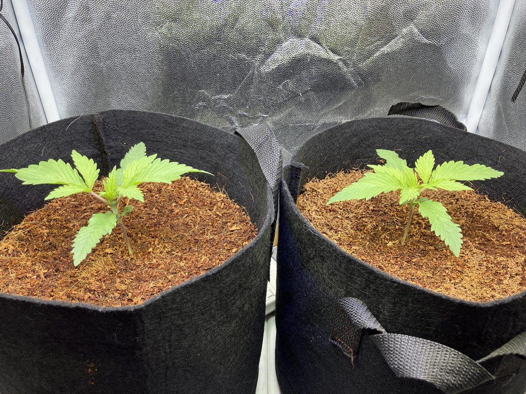 bIMG_1245(marzo 24 2023)