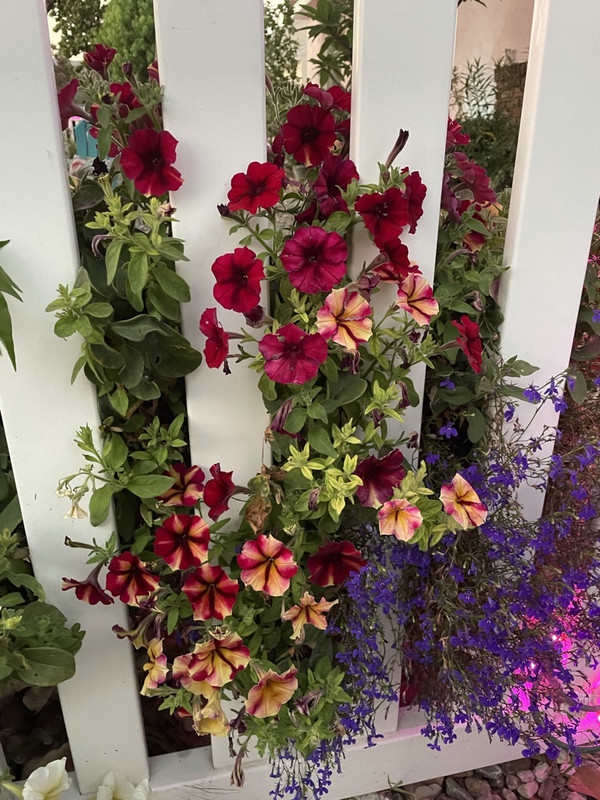 7-BDA0-B07-820-A-4685-8640-F1788-F643-DCF-1-105-c