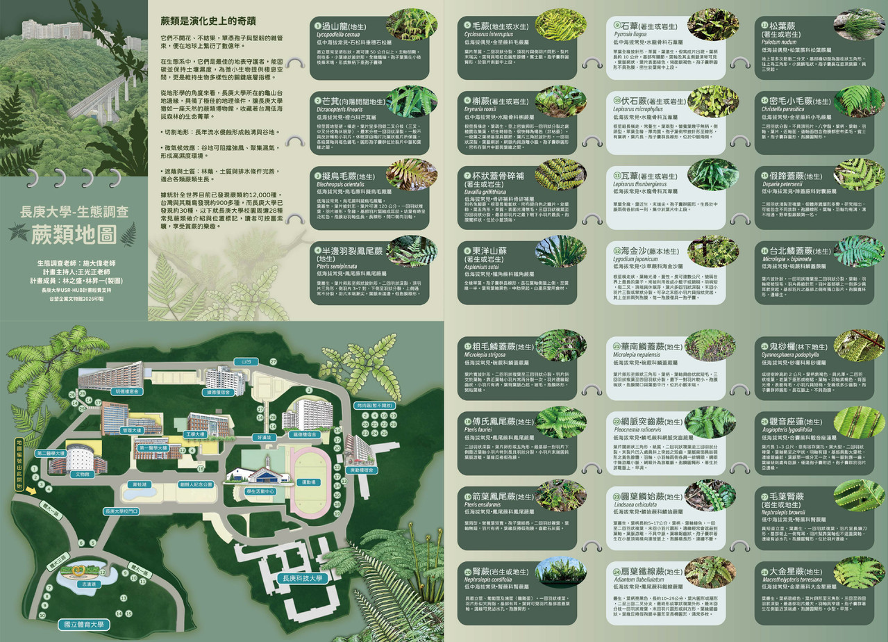 長庚大學蕨類地圖