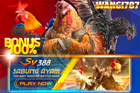 SV388 🐔 Bandar Judi Sabung Ayam Online Wala Meron Live 24 Jam Arena Filipina - WooCommerce eCommerce