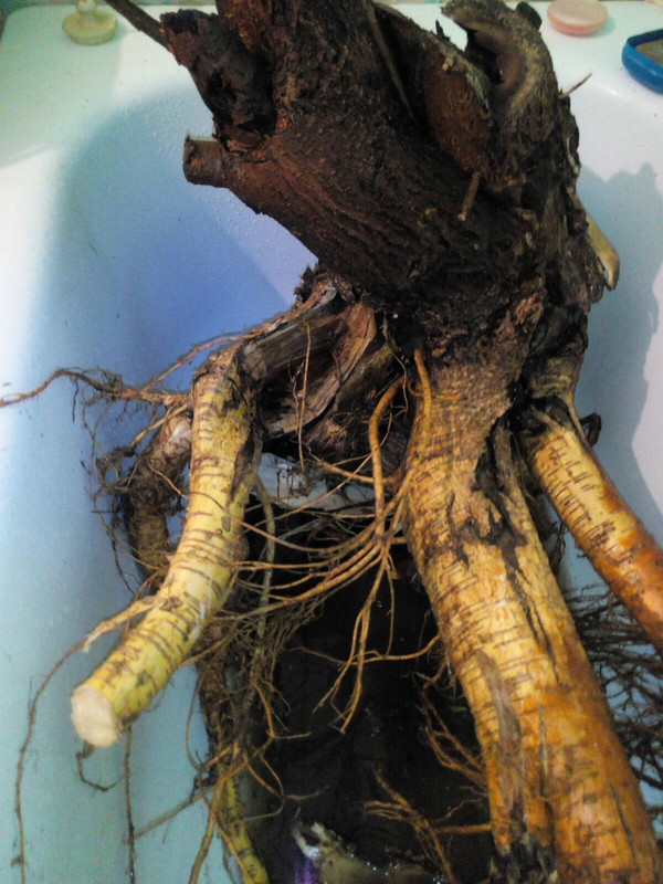 изображение_viber_2021-05-25_21-27-58