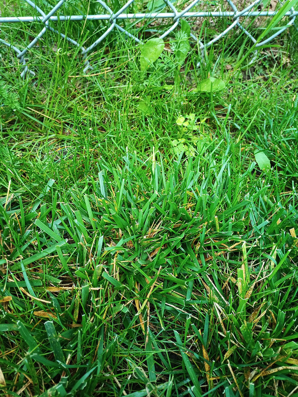 Did People Ever Have A Lawn Of Coarse Tall Fescue? Lawn Care Forum