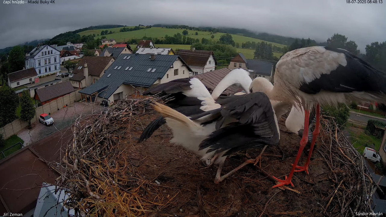 Živá kamera - Mladé Buky - čapí hnízdo 4K 10-42-23 screenshot