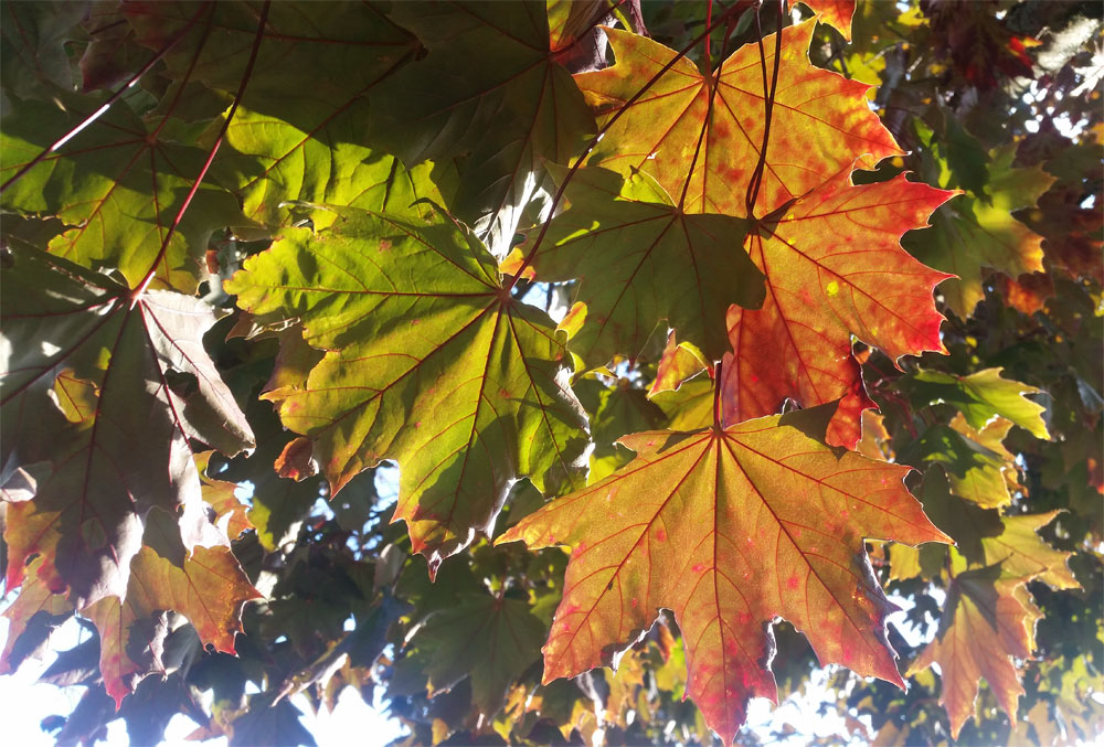 [Image: y20181022-165732.jpg]