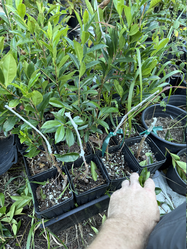IMG 5059