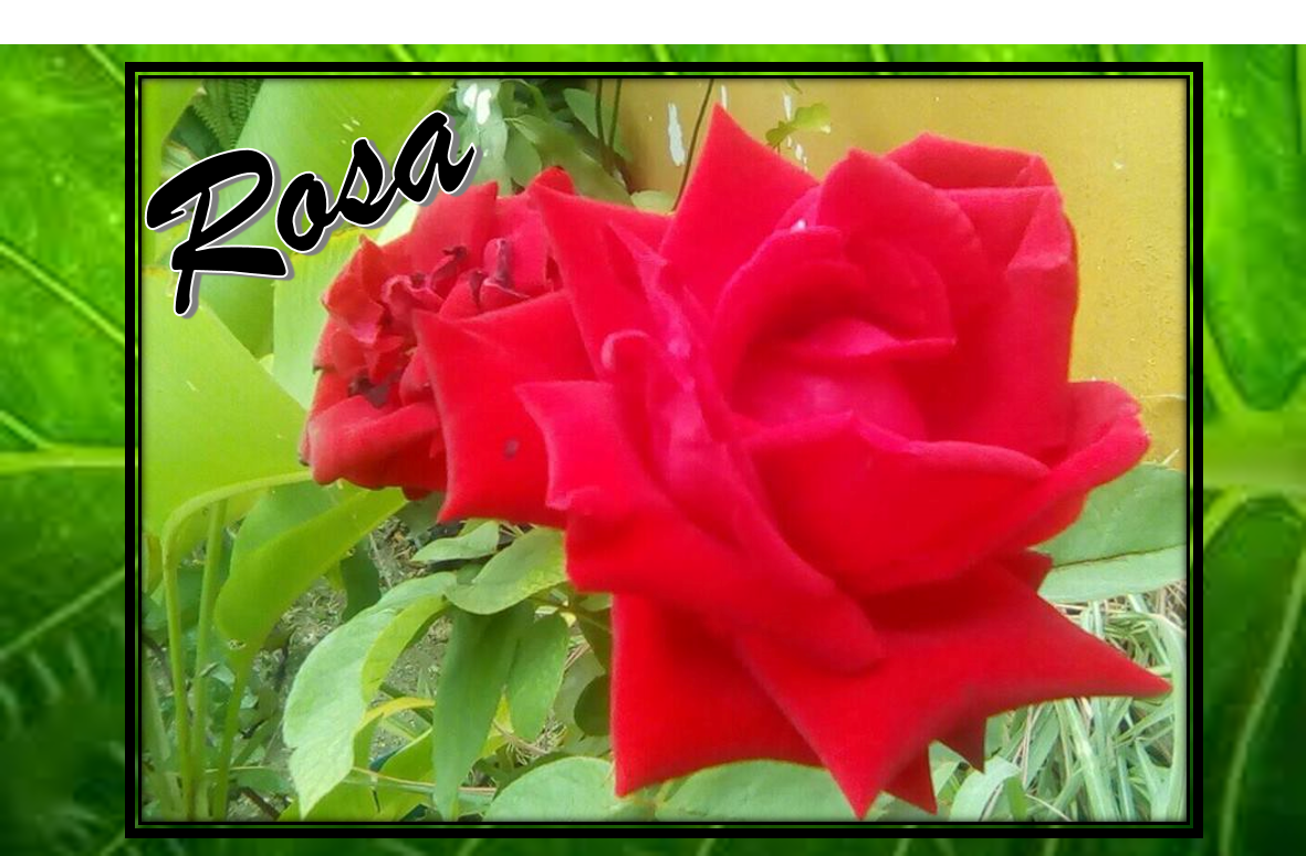 rosa-2.png