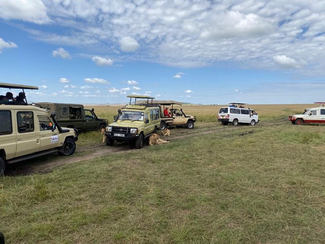 Masai Mara ( día completo Safari) - Conclusiones Masai Mara - 18 días por las tierras más remotas de Uganda y Kenya (3)