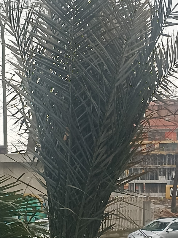 17709016598582811774267324425198