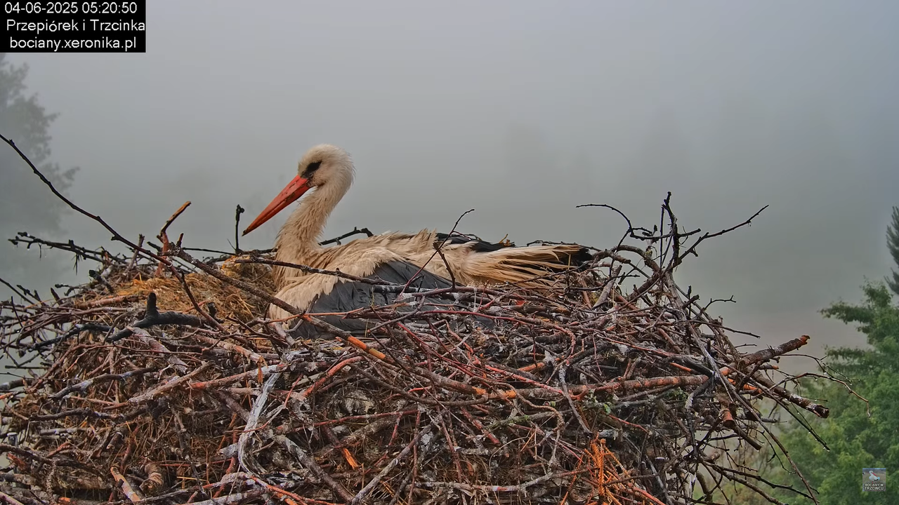 04062025bociany7