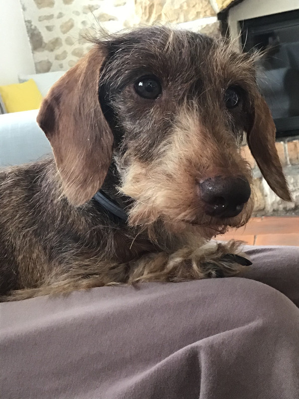 [Image: AA721-B57-82-F5-4610-BE49-4-A3-FA53898-BC.jpg]