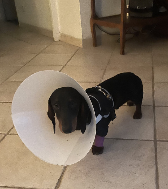 [Image: IMG-2398.jpg]