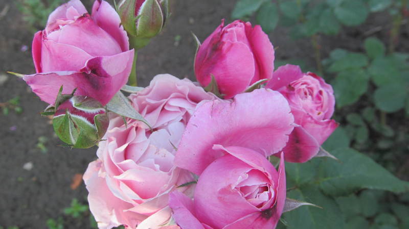 036