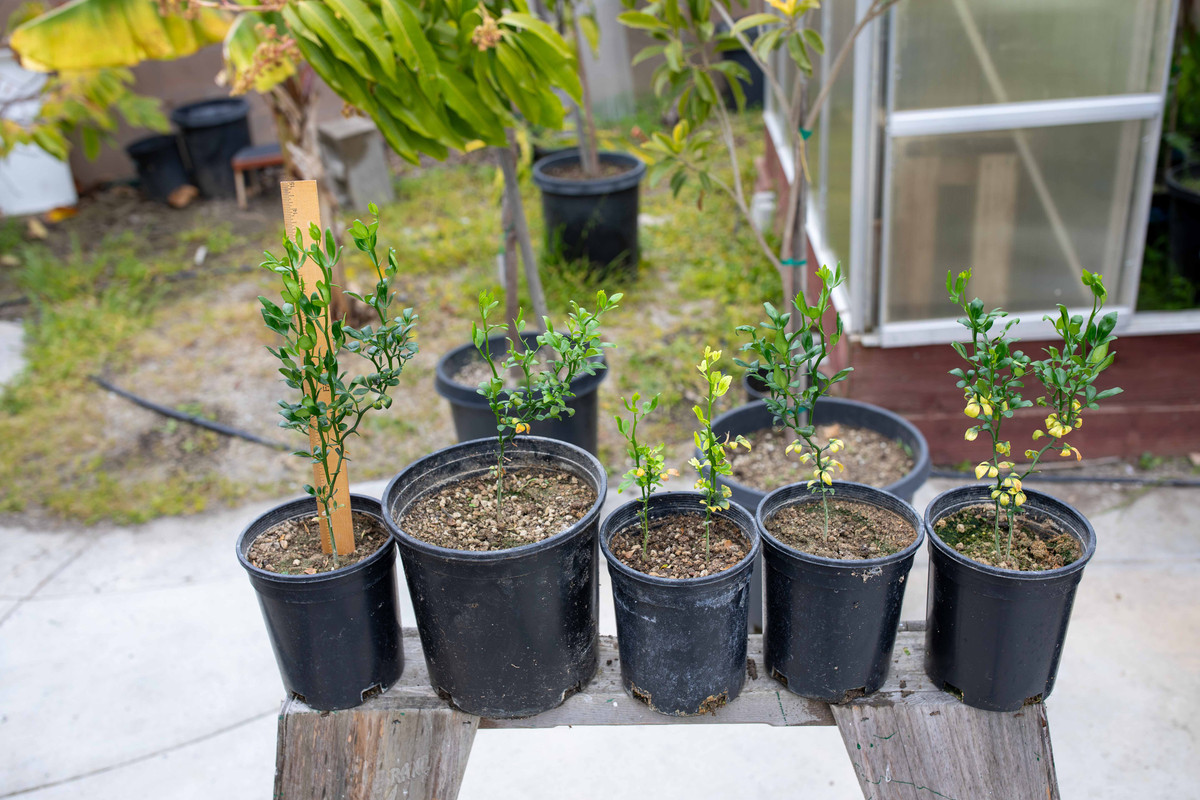 8U1A9930  Flying Dragon Citrus Seedling Trees in Small Pots (4-12-24)