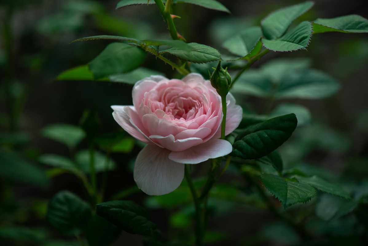DSC_2115