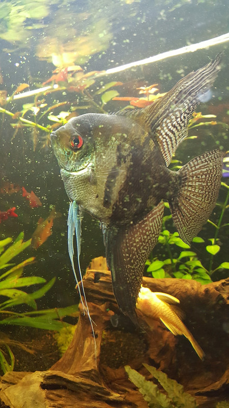 1483471954137678627343