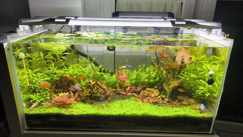 Acquario