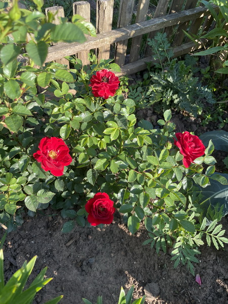 https://i.postimg.cc/x8ZZXmB8/IMG-5232.jpg