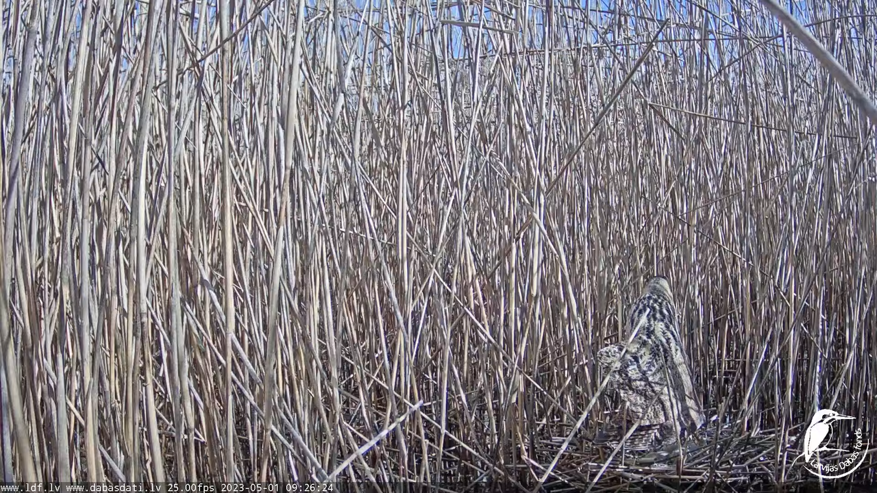 Lielais dumpis (Botaurus stellaris) Engurē - LDF tiešraide 12-10-14 screenshot