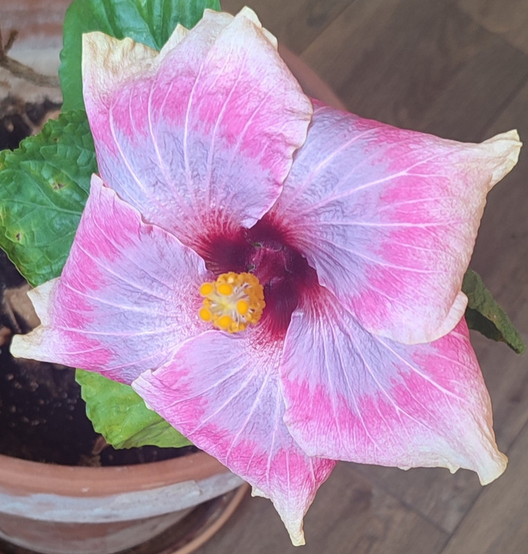 Hibiscus rosa-sinensis  Hibiscus-fevrier-2023