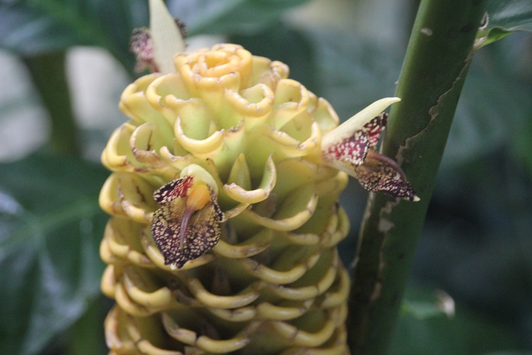 Zingiber spectabile 2 , Kew , 121018