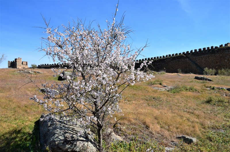 CASTILLO DE MONTALBAN-8-3-2015-TOLEDO - Pueblos y lugares abandonados/deshabitados-2011 AL 2024 (14)