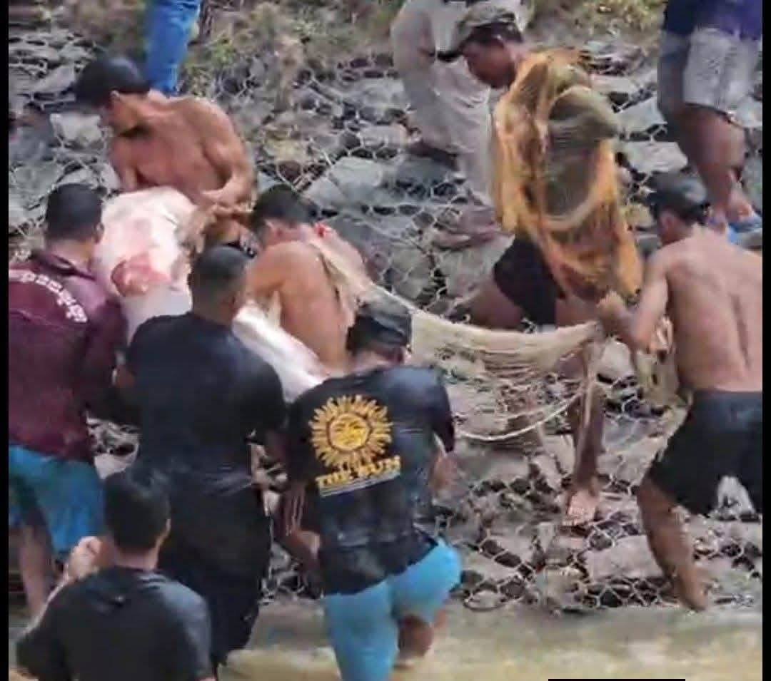 banteay meanchey canal crocodile was 100kg fish cambodia news 2026 44e
