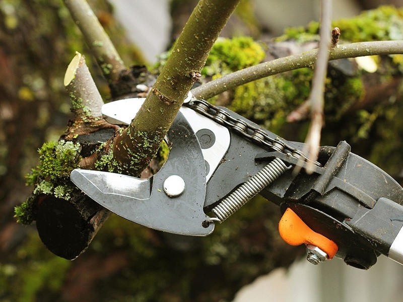 Removal of Trees 