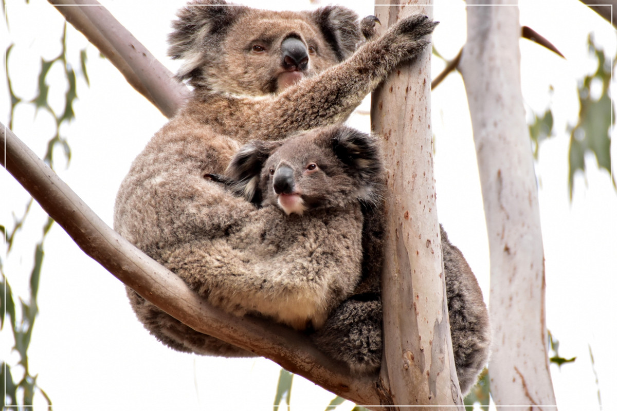 Australia (I): toma de contacto - Blogs de Australia - Kangaroo Island (56)