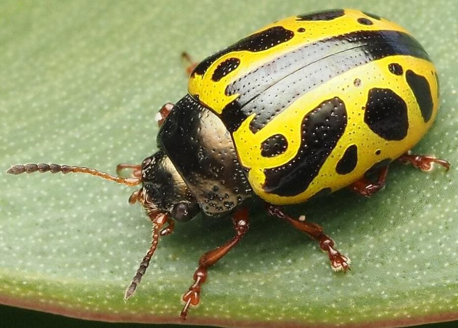 Calligrapha fulvipes