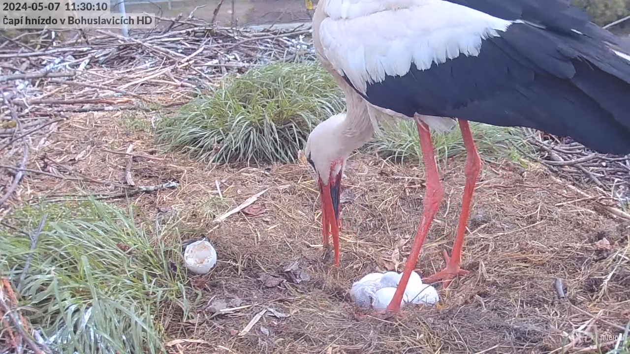 Tiešraide no stārķa skursteņa Bohuslavicē pie Trutnovas HD formātā 13-48-54 screenshot