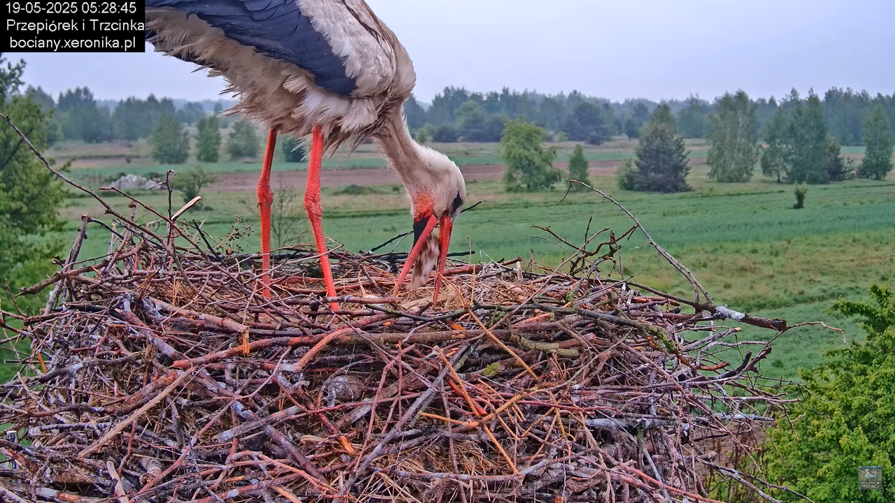 19052025bociany3