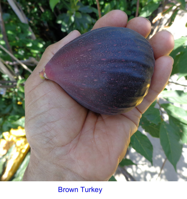 Brown_Turkey(6-13-21)2