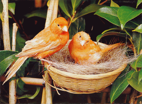Orange_Birds_in_Nest