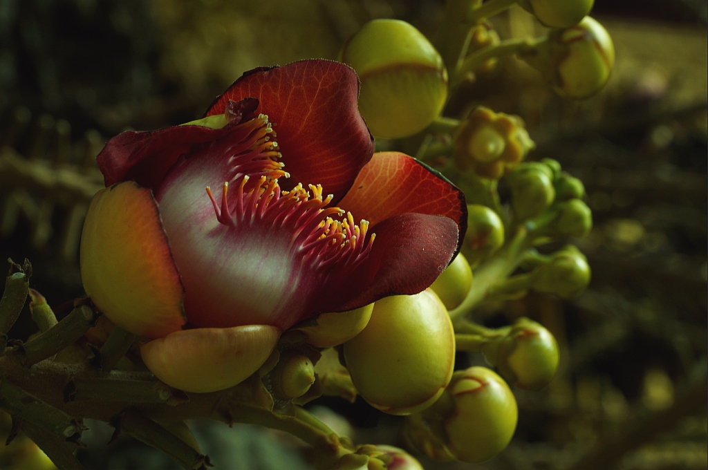Конкурс Тропический цветок лучшие работы фотографов