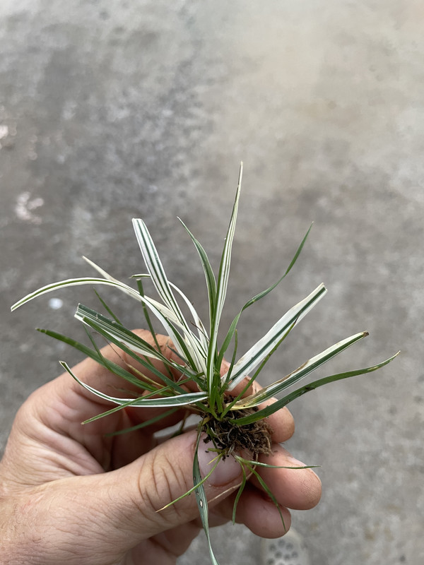 C44A1A31-AC1D-47C6-9B8F-5DAA31708C0C