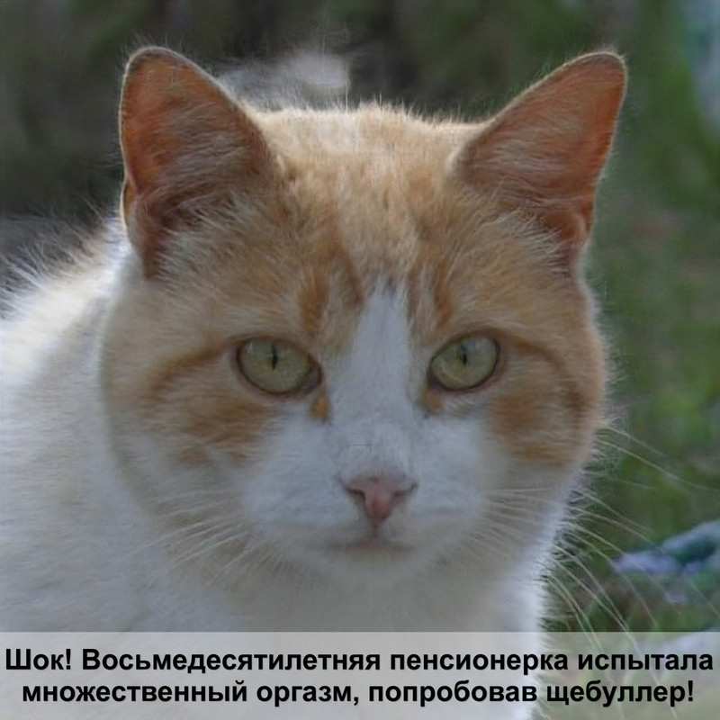 вязка вислоухих кошек