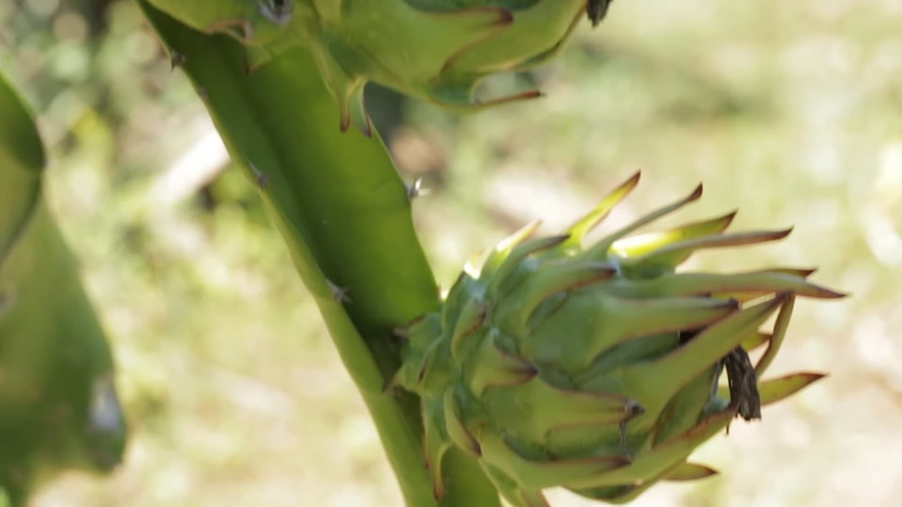 begin-fruiting-dragon-fruit.jpg