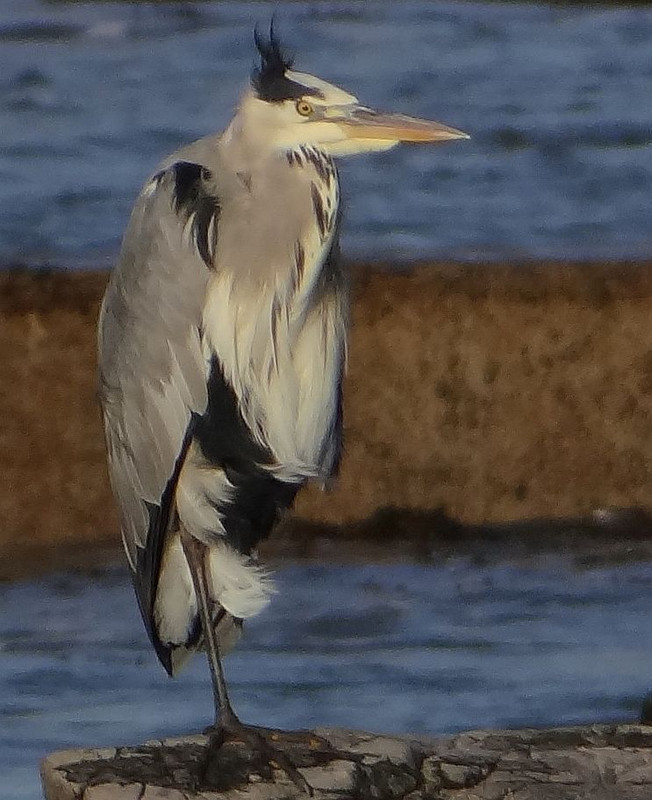 HERON 37 221023