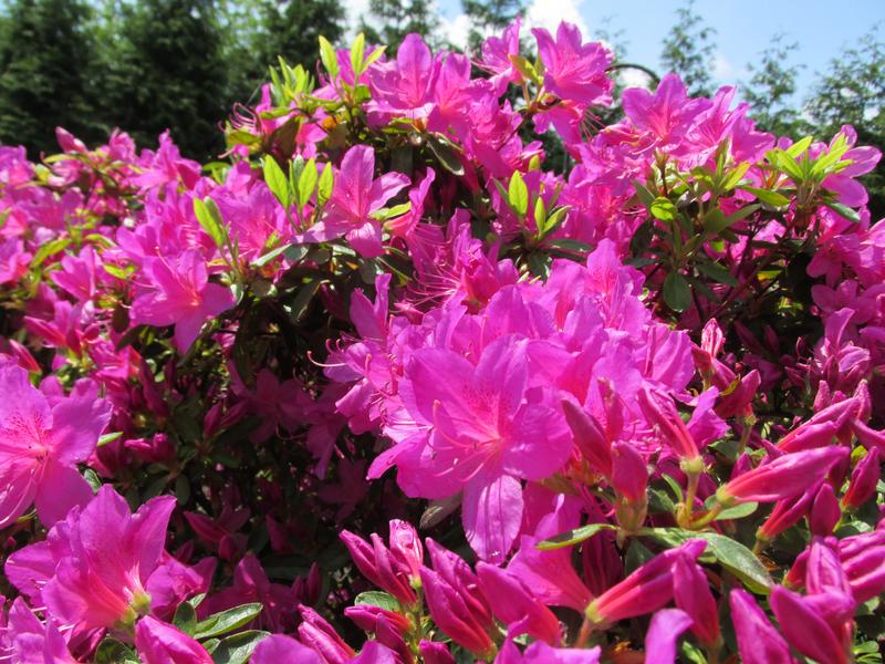 Lawn and Gardens  05.04.2019  (1)