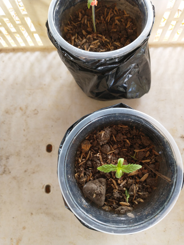 IMG_20210328_135735589