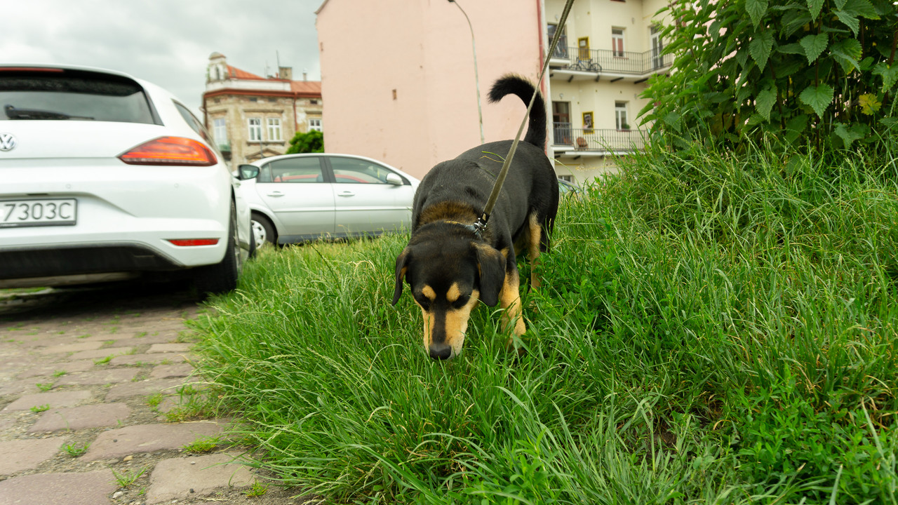 DSC07510.jpg