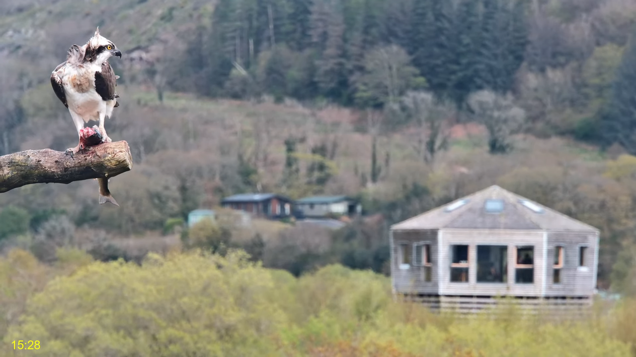 🦅 Dyfi Osprey projekts (VELSA)_ 2024. GADA TIEŠRAIDE 4K kvalitātē 🦅 8-31-41 screenshot