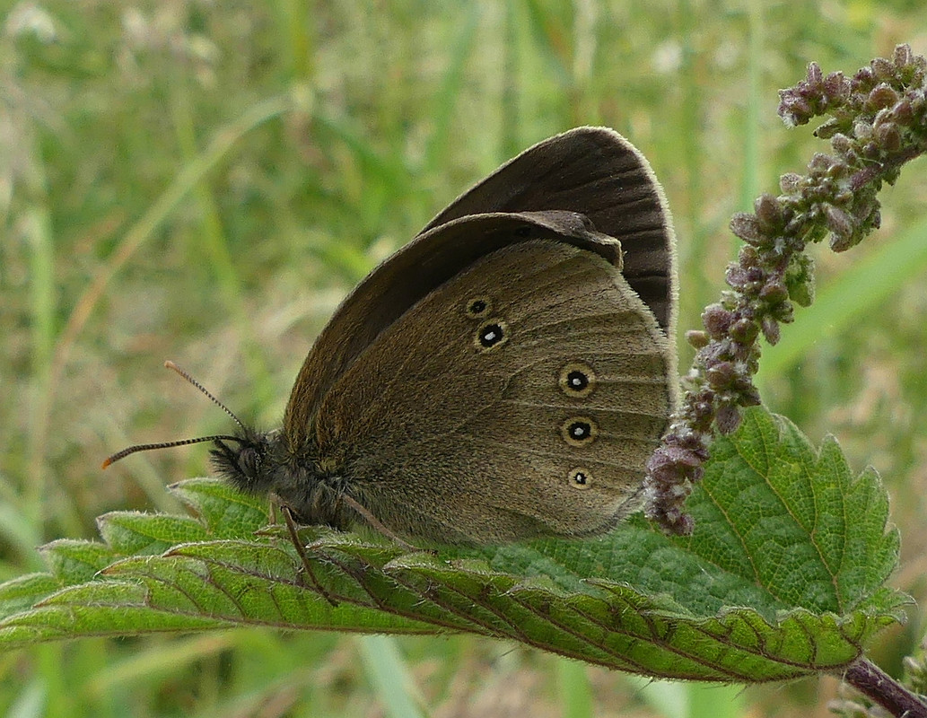 SPECKLED WOOD 3 160724