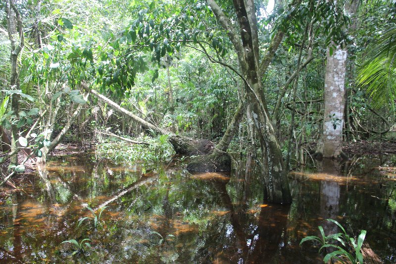 DIA 13: EXCURSIÓN DE UN DÍA A CORCOVADO - DE TORTUGAS Y PEREZOSOS. COSTA RICA 2019 (48)