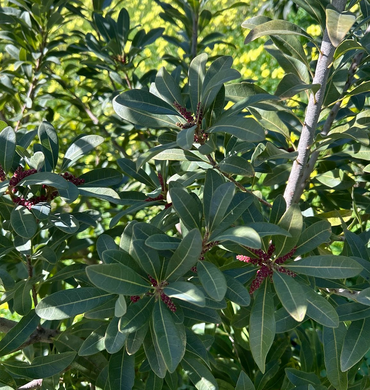 Screen Shot 2025-02-26 at 7.43.35 AM